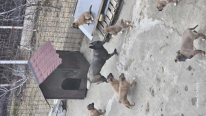 Donez - Vand 7 Cateluse frumoase de 2 luni