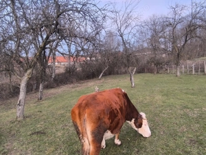 Vaca de vanzare - imagine 2