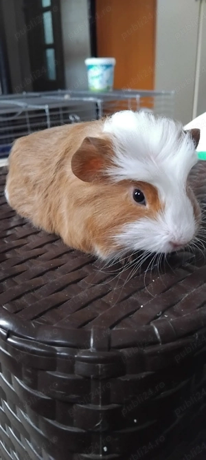  schimb sau de vanzare porcușori de guineea 