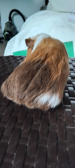  schimb sau de vanzare porcușori de guineea  - imagine 4