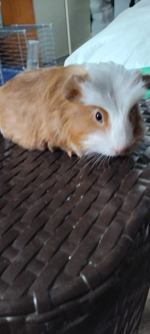  schimb sau de vanzare porcușori de guineea  - imagine 3