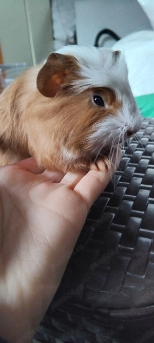  schimb sau de vanzare porcușori de guineea  - imagine 5