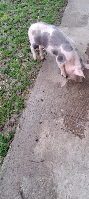 Vind porci de carne - imagine 3