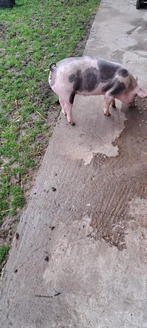 Vind porci de carne - imagine 4