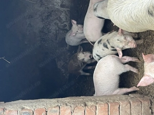 Purcei de vânzare   .. - imagine 2