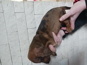 techel de vinzare  - imagine 2