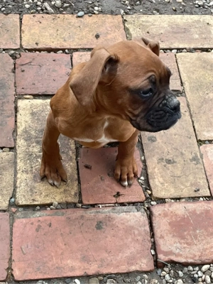 Pui de boxer 350   negociabil - imagine 3