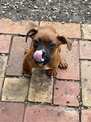 Pui de boxer 350   negociabil - imagine 4