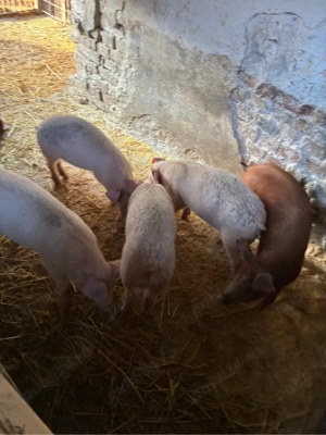 vand purcei de 15 saptamani  - imagine 2