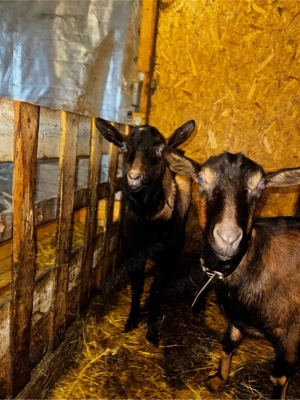 Tap rasa alpina franceza  - imagine 3