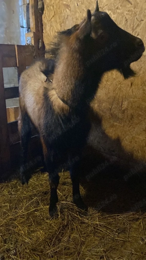 Tap rasa alpina franceza  - imagine 4