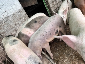 Porci de casă de vânzare  - imagine 2