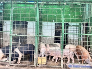 Porci de casă de vânzare  - imagine 4