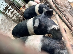 De vânzare scroafe Bazna 