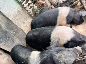 De vânzare scroafe Bazna  - imagine 2