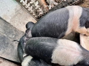 De vânzare scroafe Bazna  - imagine 4