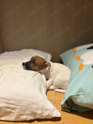 Jack russel pui  - imagine 2