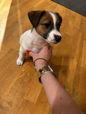 Jack russel pui caine