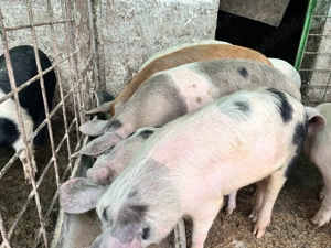 De vânzare purcei pe alese  - imagine 3