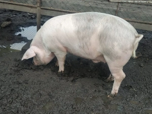 vand porcii  - imagine 4