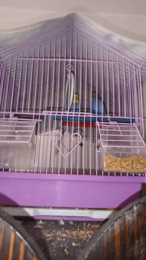 pereche papagali + cușcă  - imagine 3