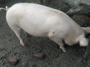 Vand porcii  - imagine 2