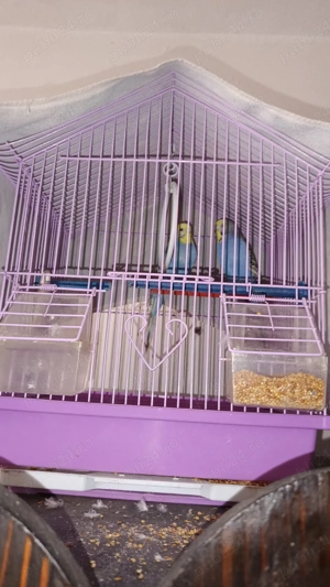 pereche papagali + cușcă  - imagine 4