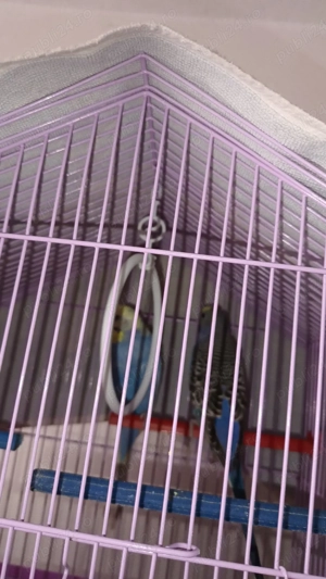 pereche papagali + cușcă  - imagine 2