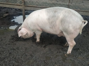 Vand porcii  - imagine 3