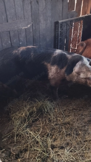 Vând scrofița 14-150 kg Șăulia de Câmpie 