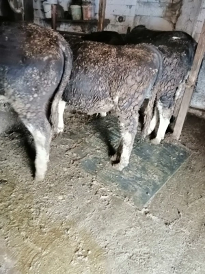 Vând doi viței  - imagine 4