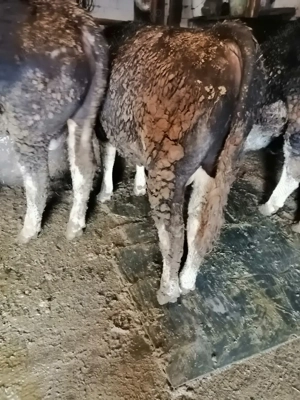 Vând doi viței  - imagine 3