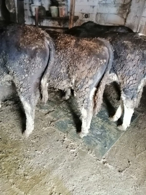 Vând doi viței  - imagine 2