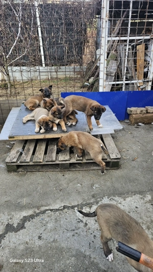 Donez - Vand 7 Cateluse frumoase de 2 luni - imagine 5