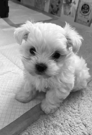 Vand bichon miny toy 6 saptamani 