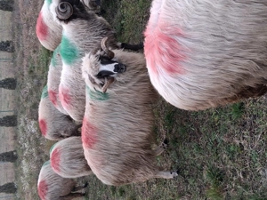 Vand berbec breazsau schimb cu oaie breaza