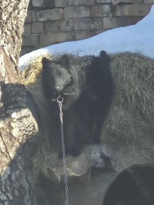 Cățel de întors oile 