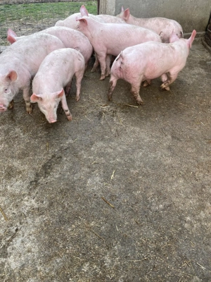 Purcei de vânzare  - imagine 2