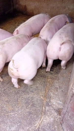 Purcei de vanzare  - imagine 2