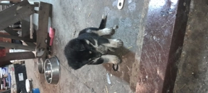 donez catei - imagine 2