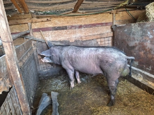 Porci si vaca de vânzare  - imagine 4