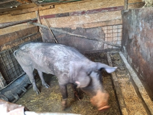 Porci si vaca de vânzare  - imagine 3