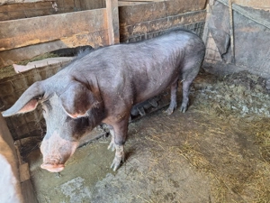 Porci si vaca de vânzare  - imagine 2