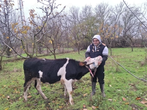 Porci si vaca de vânzare 