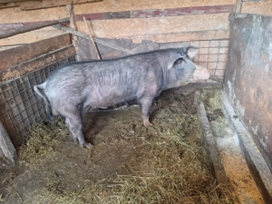 Porci si vaca de vânzare  - imagine 5