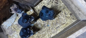 donez catei - imagine 4