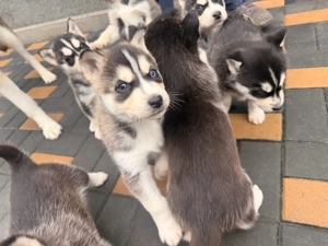 pui husky siberian