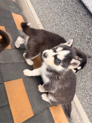 pui husky siberian - imagine 4