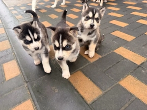 pui husky siberian - imagine 3