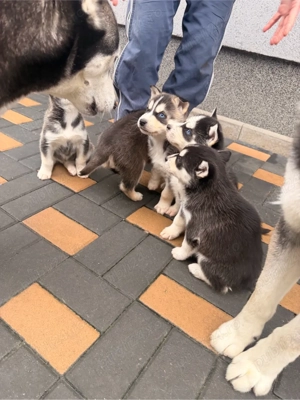 pui husky siberian - imagine 5